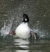 Common Goldeneye