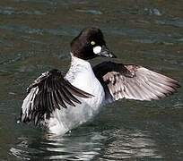 Common Goldeneye