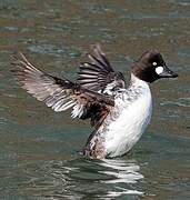 Common Goldeneye