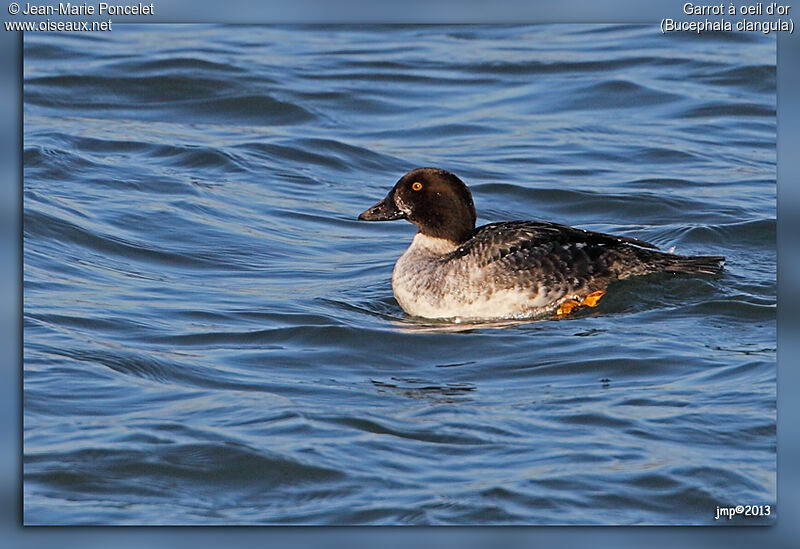 Common Goldeneye