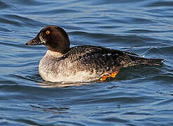 Common Goldeneye