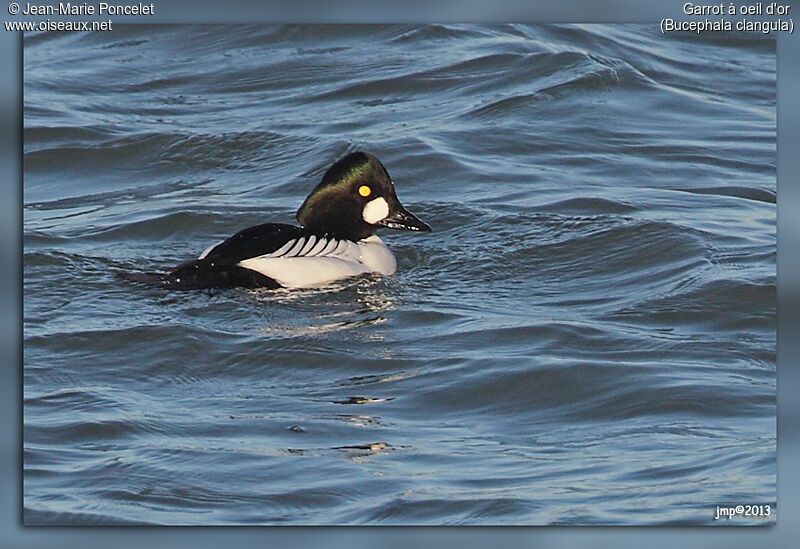 Common Goldeneye male