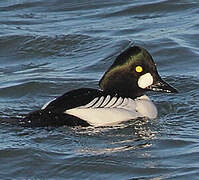 Common Goldeneye