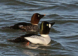 Common Goldeneye