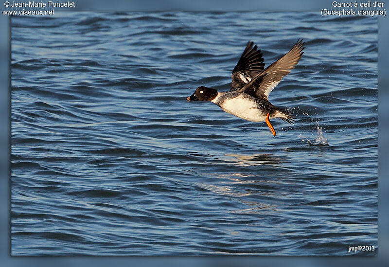 Common Goldeneye