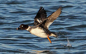 Common Goldeneye