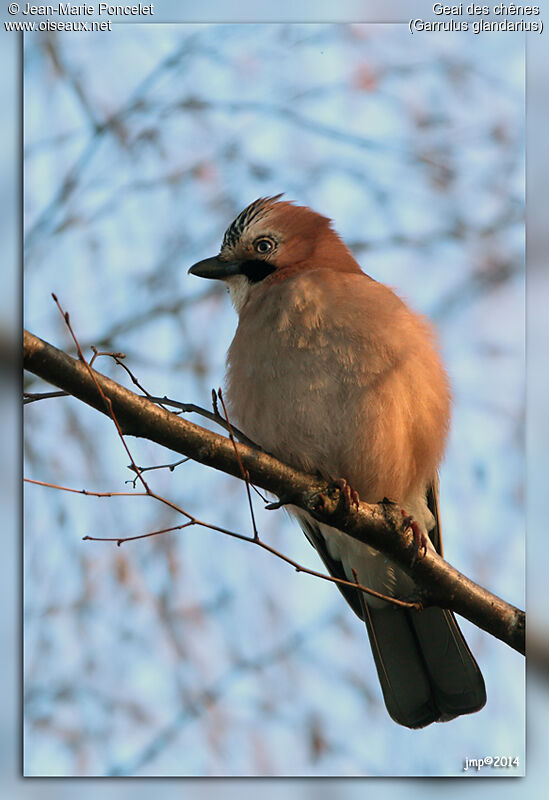 Eurasian Jay