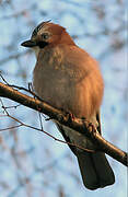 Eurasian Jay