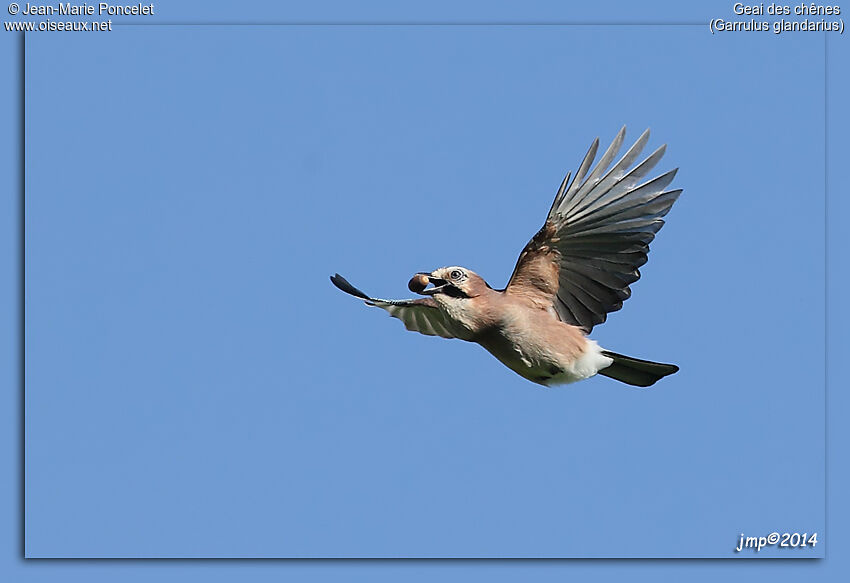 Eurasian Jay