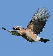 Eurasian Jay