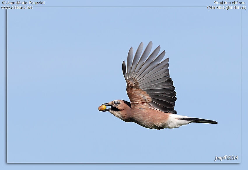 Eurasian Jay