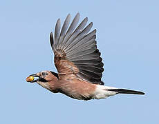 Eurasian Jay