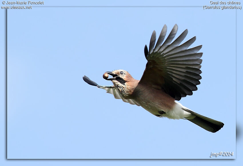 Eurasian Jay