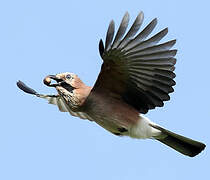 Eurasian Jay