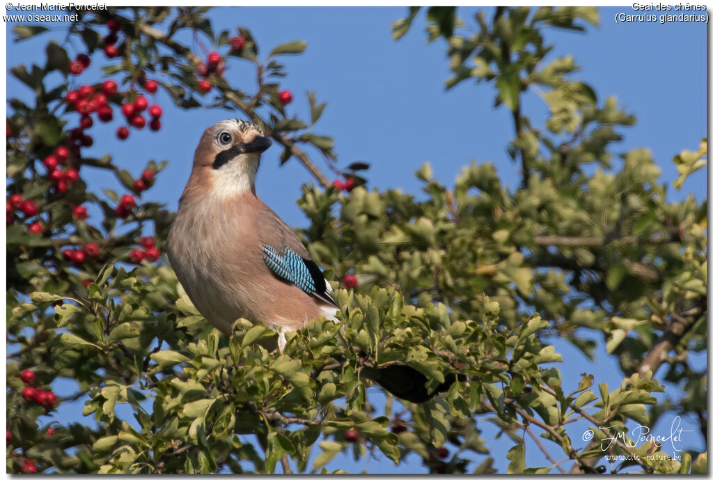 Eurasian Jay