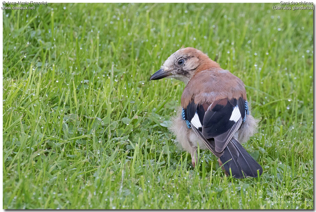 Eurasian Jayjuvenile