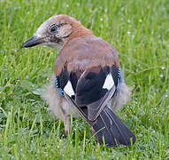 Eurasian Jay