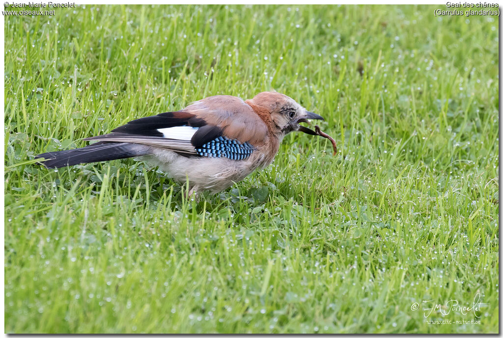 Eurasian Jayjuvenile