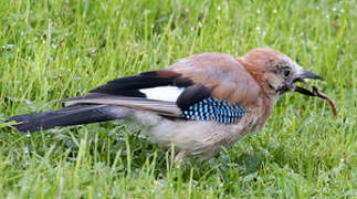 Eurasian Jay