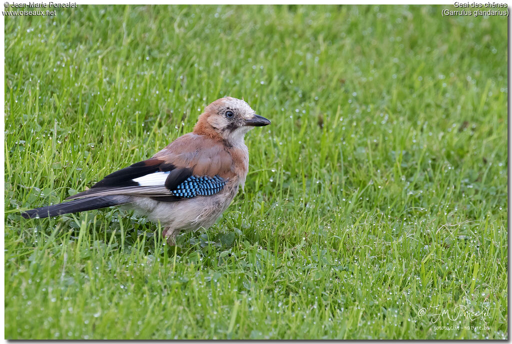 Eurasian Jayjuvenile