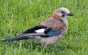 Eurasian Jay