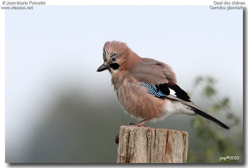 Eurasian Jay