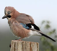 Eurasian Jay