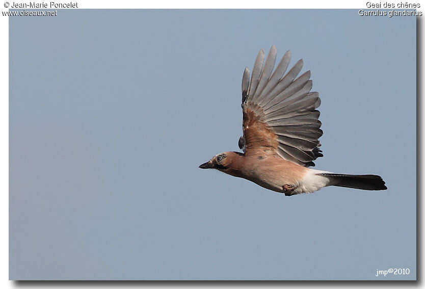 Eurasian Jay