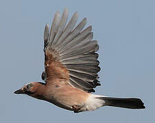 Eurasian Jay