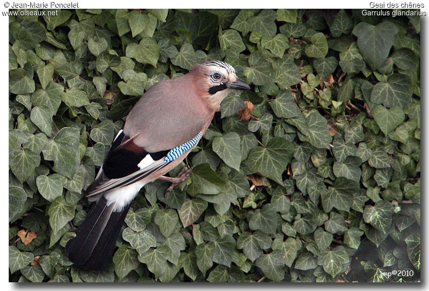 Eurasian Jay