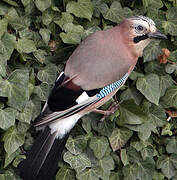 Eurasian Jay