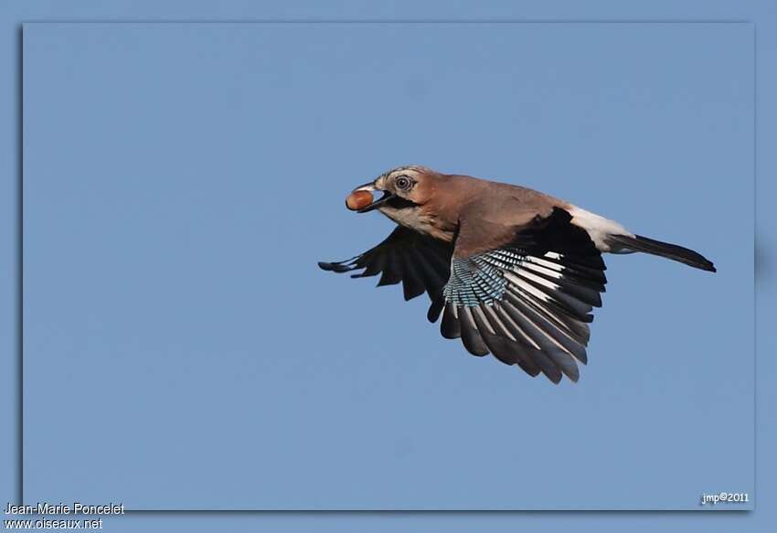 Eurasian Jay, Flight