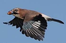 Eurasian Jay