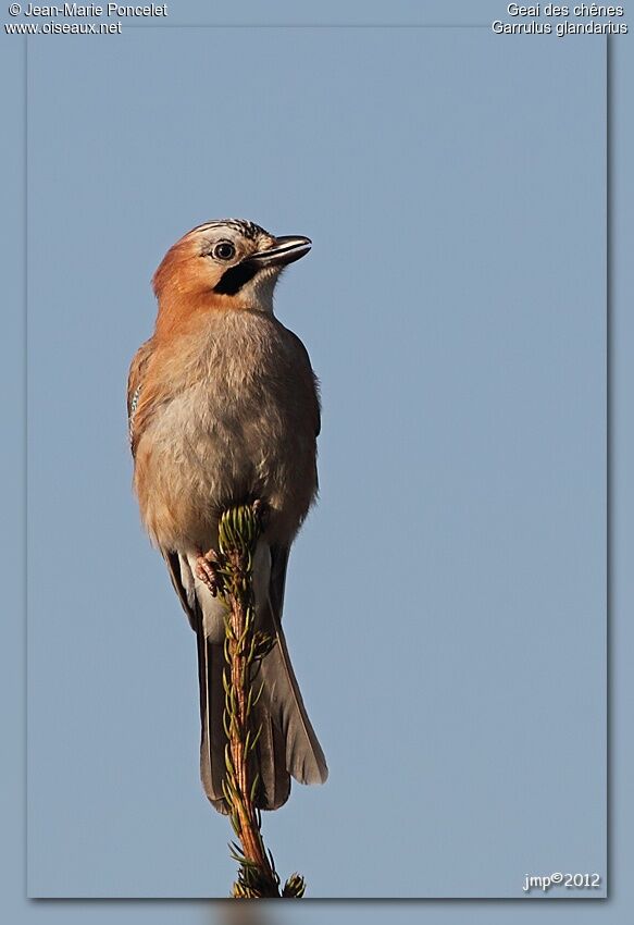 Eurasian Jay