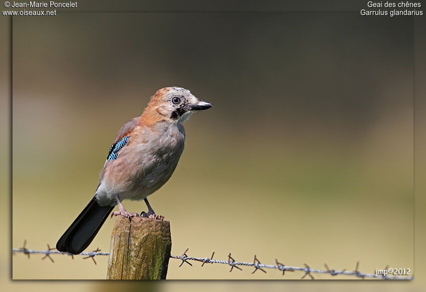 Eurasian Jay