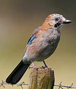 Eurasian Jay