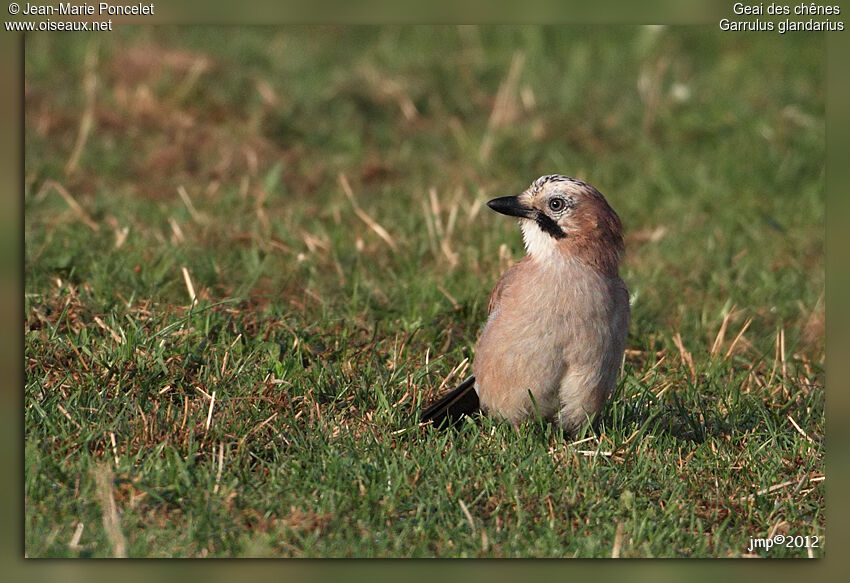 Eurasian Jay