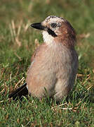 Eurasian Jay