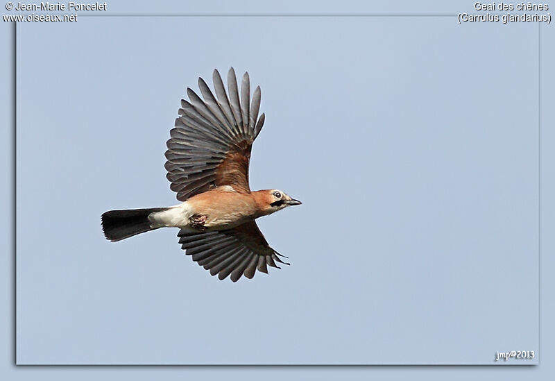 Eurasian Jay