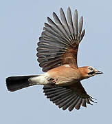 Eurasian Jay