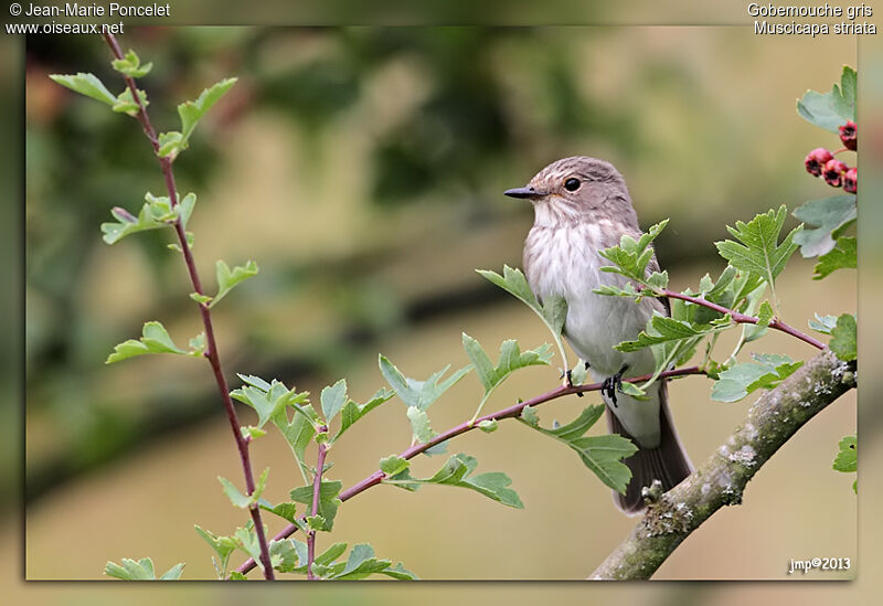 Spotted Flycatcher