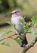 Spotted Flycatcher