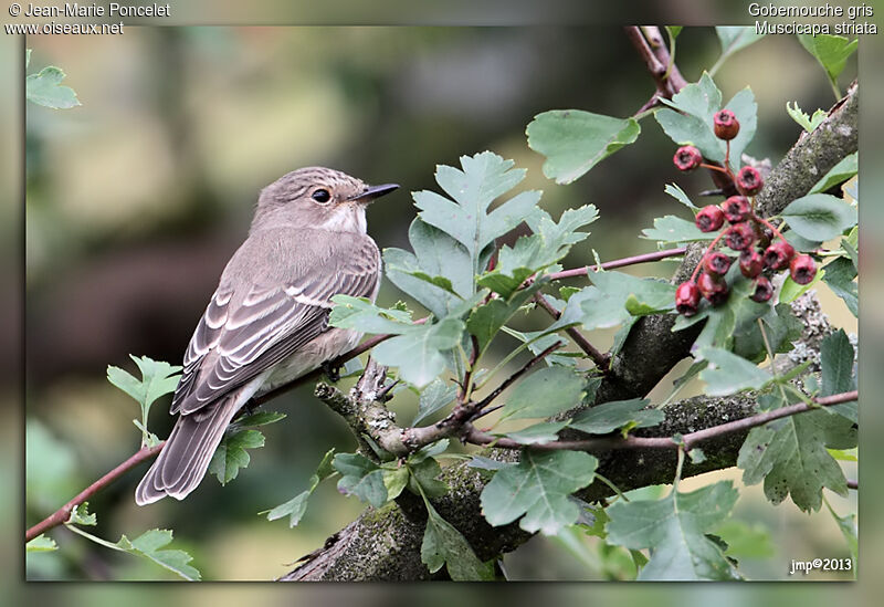 Spotted Flycatcher