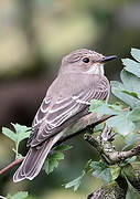 Spotted Flycatcher