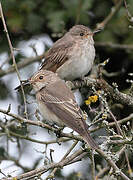 Spotted Flycatcher