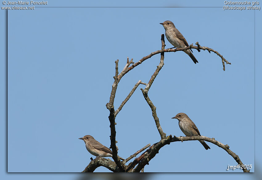 Spotted Flycatcher