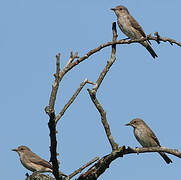 Spotted Flycatcher