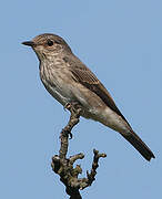 Spotted Flycatcher