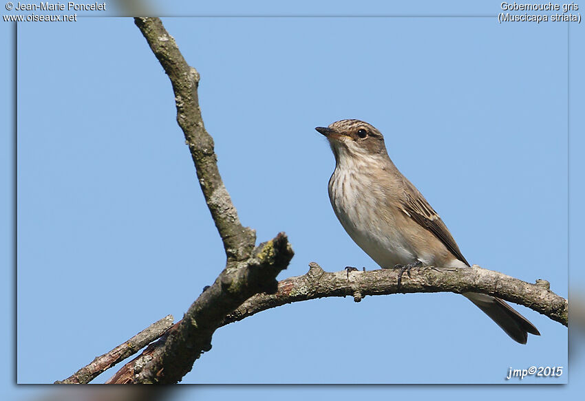 Spotted Flycatcher