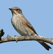 Spotted Flycatcher